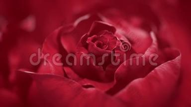 接近开放的<strong>暗</strong>红色玫瑰，盛开的<strong>暗</strong>红色玫瑰